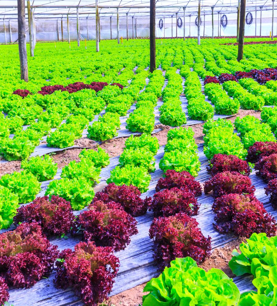 Rows of lettuce growing inside a greenhouse