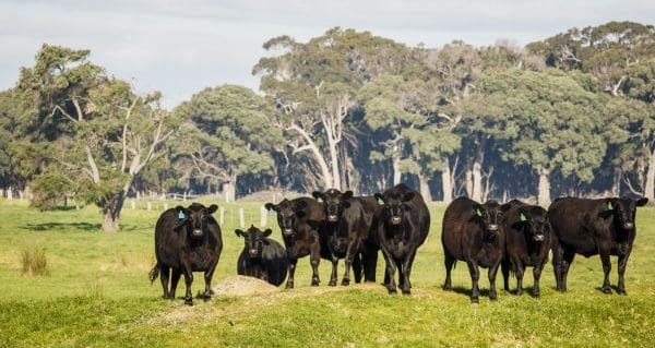 Cattle in a grass paddock